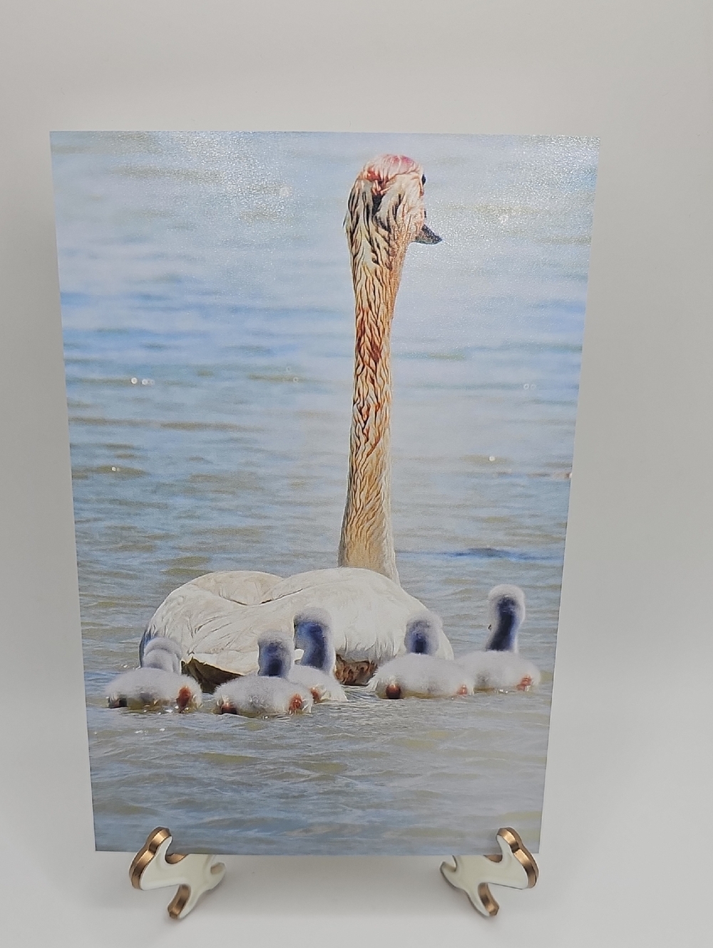 4x6 Trumpeter Swan with Cygnets Photography Art Print